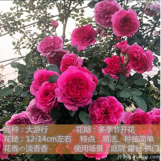 精挑推薦十個(gè)月季花品種，爭(zhēng)奇斗艷形態(tài)顏色各異(圖4)