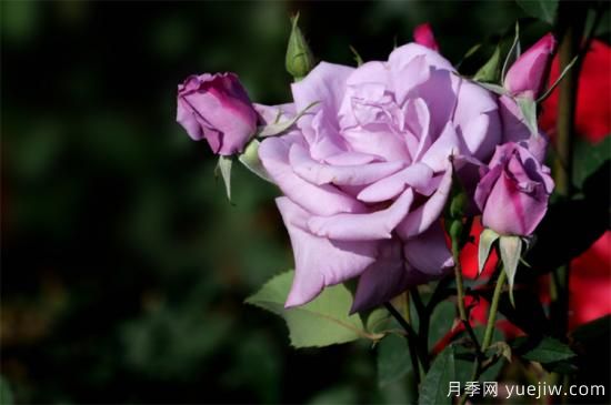 紫色月季花有哪些品種？分享30款紫色月季(圖8)