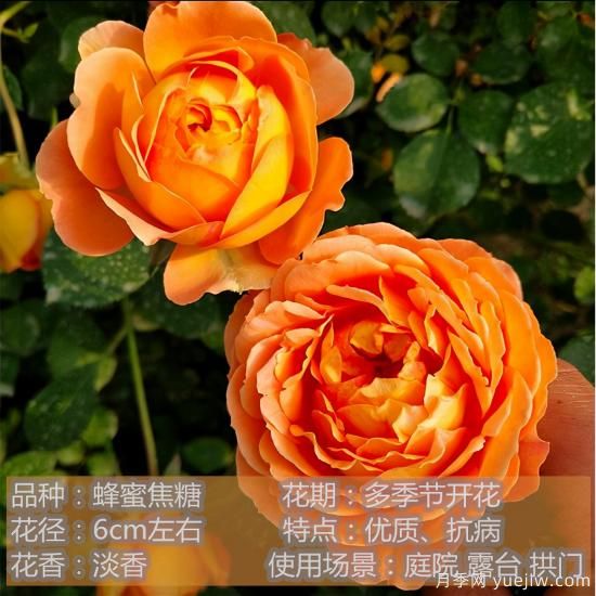 精挑推薦十個(gè)月季花品種，爭(zhēng)奇斗艷形態(tài)顏色各異(圖5)