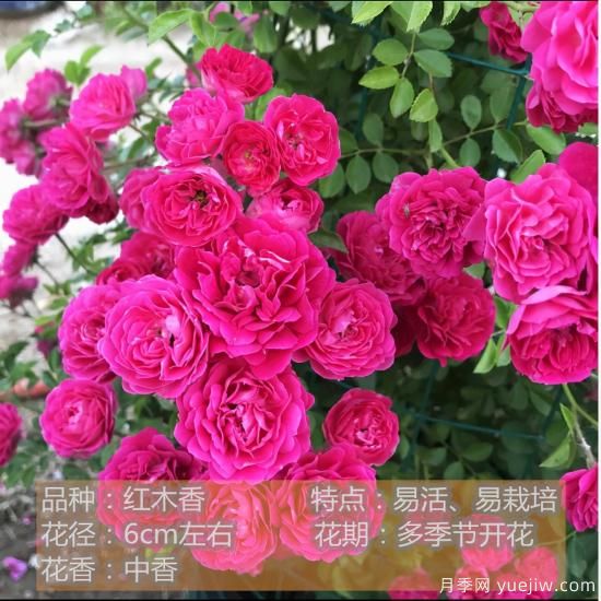 精挑推薦十個(gè)月季花品種，爭(zhēng)奇斗艷形態(tài)顏色各異(圖6)