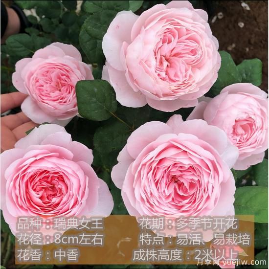 精挑推薦十個(gè)月季花品種，爭(zhēng)奇斗艷形態(tài)顏色各異(圖8)
