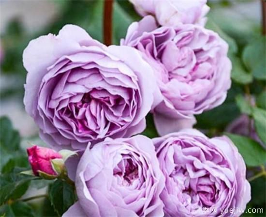 紫色月季花有哪些品種？分享30款紫色月季(圖12)