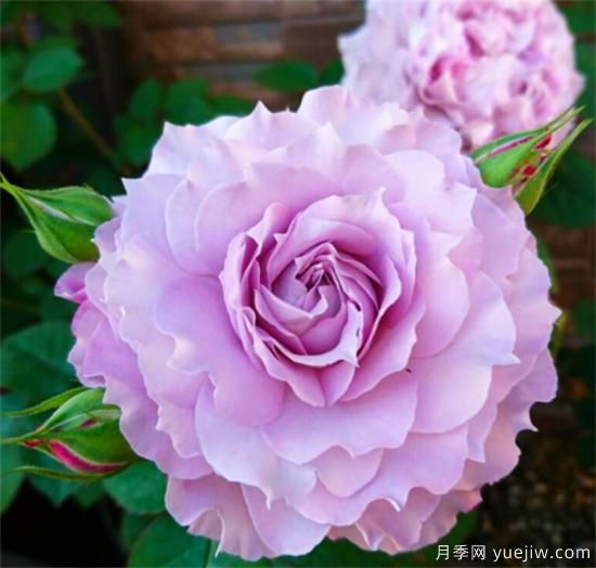 紫色月季花有哪些品種？分享30款紫色月季(圖14)