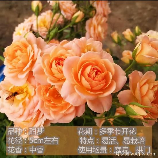 精挑推薦十個(gè)月季花品種，爭(zhēng)奇斗艷形態(tài)顏色各異(圖9)