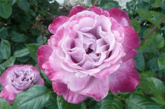紫色月季花有哪些品種？分享30款紫色月季(圖15)