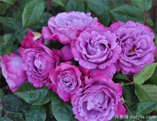 紫色月季花有哪些品種？分享30款紫色月季(圖17)