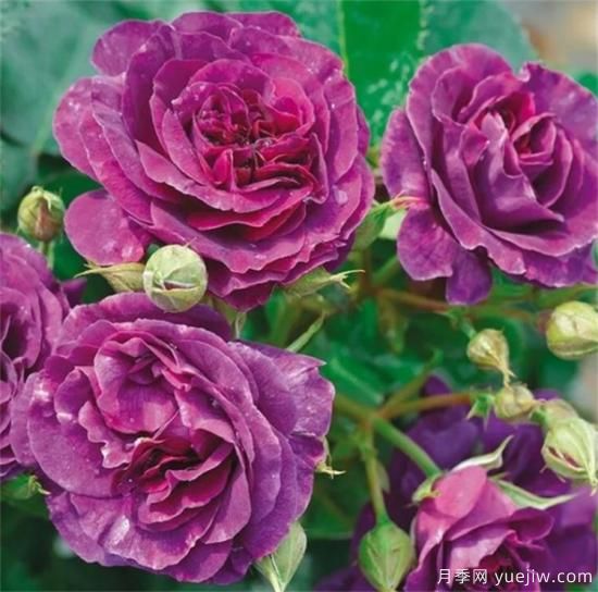 紫色月季花有哪些品種？分享30款紫色月季(圖19)