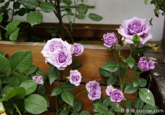紫色月季花有哪些品種？分享30款紫色月季(圖20)