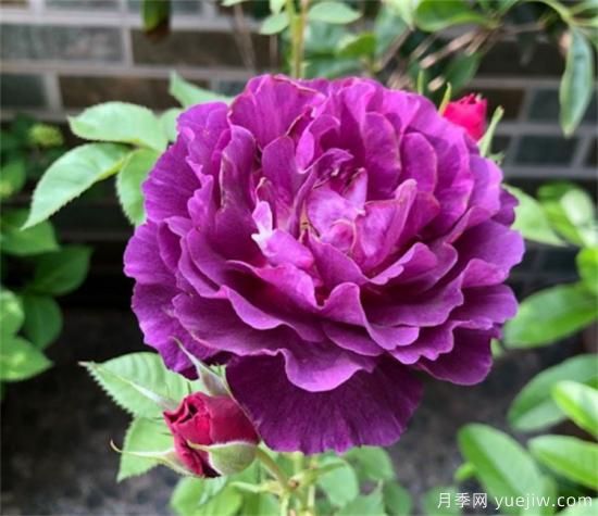 紫色月季花有哪些品種？分享30款紫色月季(圖21)