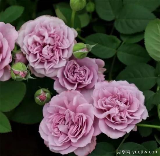 紫色月季花有哪些品種？分享30款紫色月季(圖23)