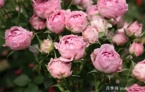 紫色月季花有哪些品種？分享30款紫色月季(圖24)