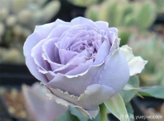紫色月季花有哪些品種？分享30款紫色月季(圖25)