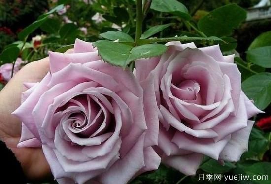 紫色月季花有哪些品種？分享30款紫色月季(圖26)