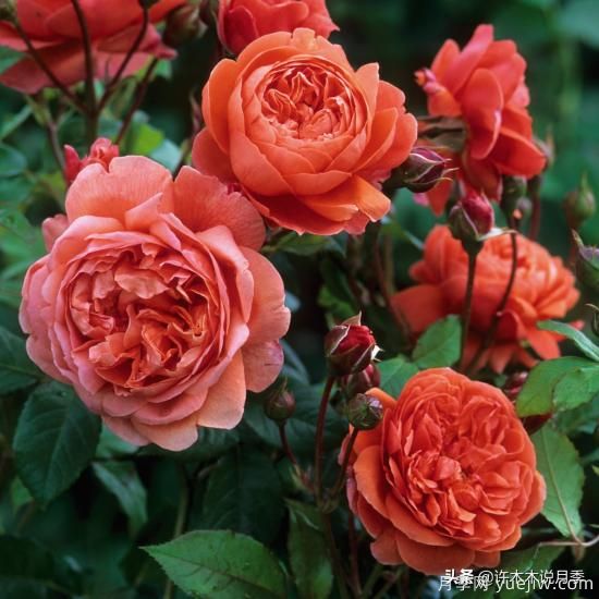 35個(gè)奧斯汀官方推薦的月季品種，抗病強(qiáng)長(zhǎng)勢(shì)好開(kāi)花多花友必選(圖7)