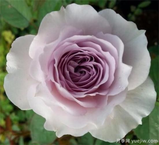 紫色月季花有哪些品種？分享30款紫色月季(圖28)