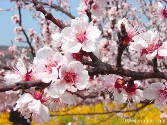 以花命名的農(nóng)歷，中國(guó)人對(duì)月份的雅稱(chēng)及別稱(chēng)(圖2)