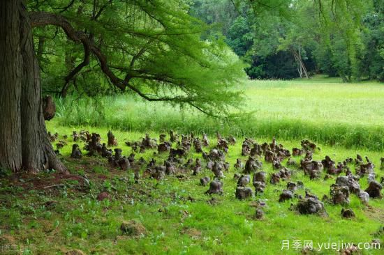 靈性化的林業(yè)，黔東南育林護(hù)林的創(chuàng)意之美(圖4)