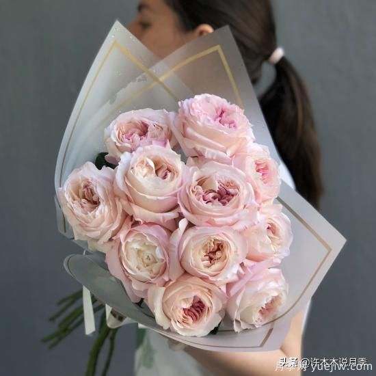 35個(gè)奧斯汀官方推薦的月季品種，抗病強(qiáng)長(zhǎng)勢(shì)好開(kāi)花多花友必選(圖10)