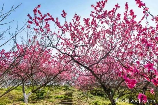 以花命名的農(nóng)歷，中國(guó)人對(duì)月份的雅稱(chēng)及別稱(chēng)(圖3)