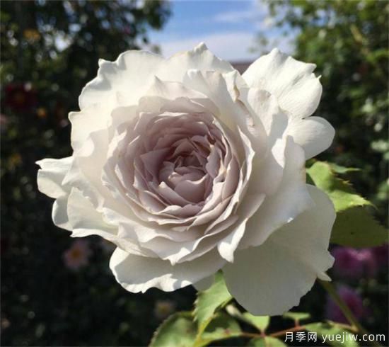 紫色月季花有哪些品種？分享30款紫色月季(圖31)