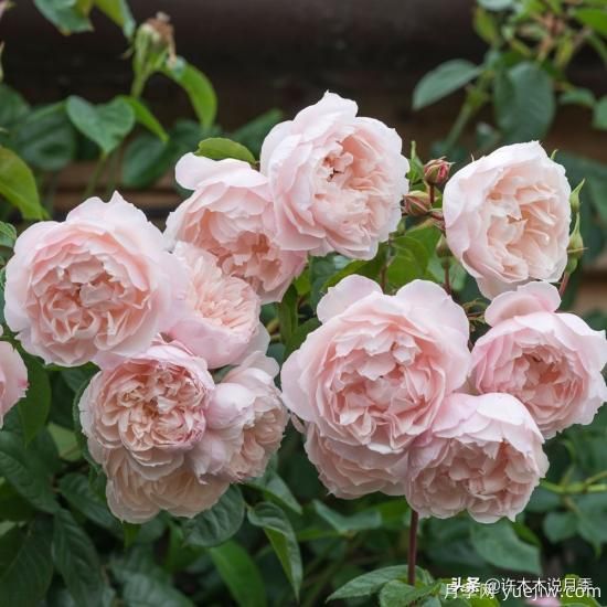 35個(gè)奧斯汀官方推薦的月季品種，抗病強(qiáng)長(zhǎng)勢(shì)好開(kāi)花多花友必選(圖11)