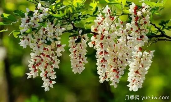以花命名的農(nóng)歷，中國(guó)人對(duì)月份的雅稱(chēng)及別稱(chēng)(圖4)