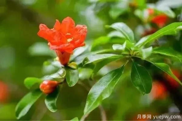 以花命名的農(nóng)歷，中國(guó)人對(duì)月份的雅稱(chēng)及別稱(chēng)(圖5)