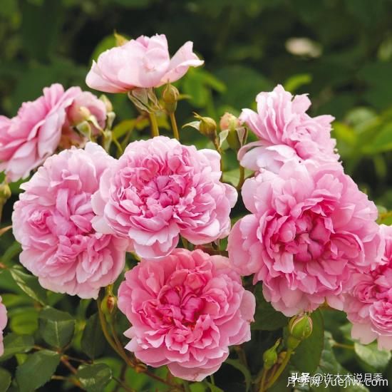 35個(gè)奧斯汀官方推薦的月季品種，抗病強(qiáng)長(zhǎng)勢(shì)好開(kāi)花多花友必選(圖12)