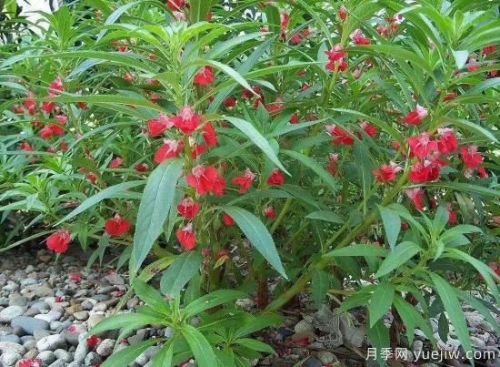以花命名的農(nóng)歷，中國(guó)人對(duì)月份的雅稱(chēng)及別稱(chēng)(圖7)