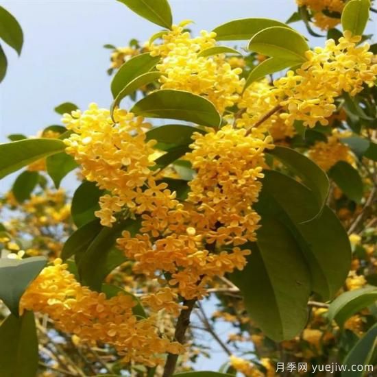 以花命名的農(nóng)歷，中國(guó)人對(duì)月份的雅稱(chēng)及別稱(chēng)(圖8)