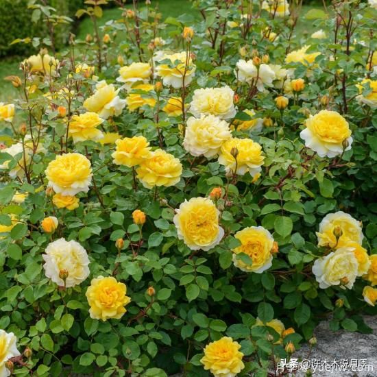 35個(gè)奧斯汀官方推薦的月季品種，抗病強(qiáng)長(zhǎng)勢(shì)好開(kāi)花多花友必選(圖15)