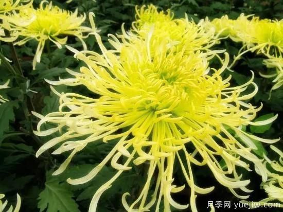 以花命名的農(nóng)歷，中國(guó)人對(duì)月份的雅稱(chēng)及別稱(chēng)(圖9)