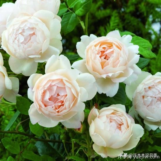 35個(gè)奧斯汀官方推薦的月季品種，抗病強(qiáng)長(zhǎng)勢(shì)好開(kāi)花多花友必選(圖17)