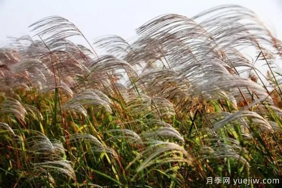 以花命名的農(nóng)歷，中國(guó)人對(duì)月份的雅稱(chēng)及別稱(chēng)(圖11)