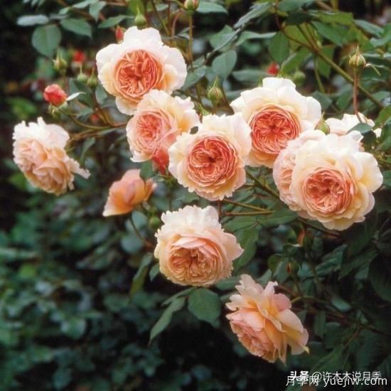 35個(gè)奧斯汀官方推薦的月季品種，抗病強(qiáng)長(zhǎng)勢(shì)好開(kāi)花多花友必選(圖19)