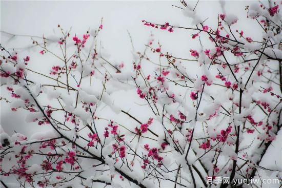 以花命名的農(nóng)歷，中國(guó)人對(duì)月份的雅稱(chēng)及別稱(chēng)(圖12)
