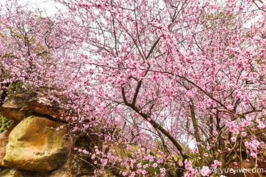 以花命名的農(nóng)歷，中國(guó)人對(duì)月份的雅稱(chēng)及別稱(chēng)(圖13)