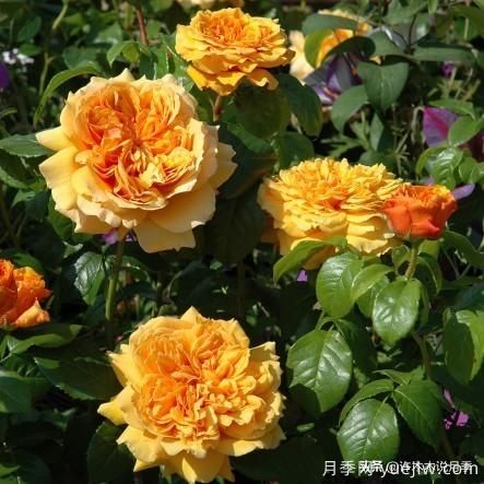 35個(gè)奧斯汀官方推薦的月季品種，抗病強(qiáng)長(zhǎng)勢(shì)好開(kāi)花多花友必選(圖21)
