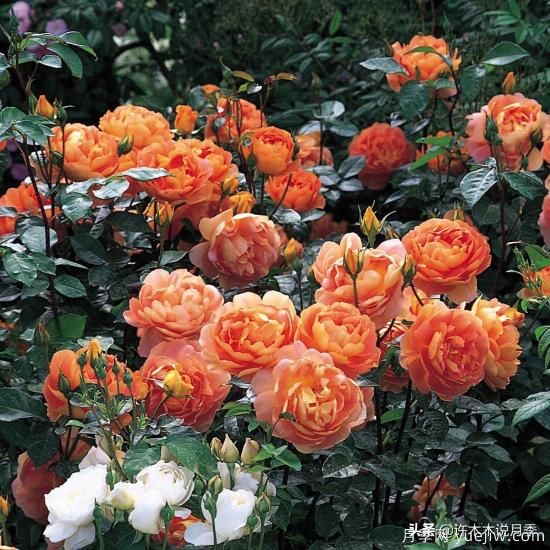 35個(gè)奧斯汀官方推薦的月季品種，抗病強(qiáng)長(zhǎng)勢(shì)好開(kāi)花多花友必選(圖23)