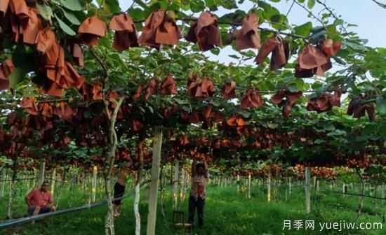 南陽鄧州：獼猴桃成“致富果”(圖2)