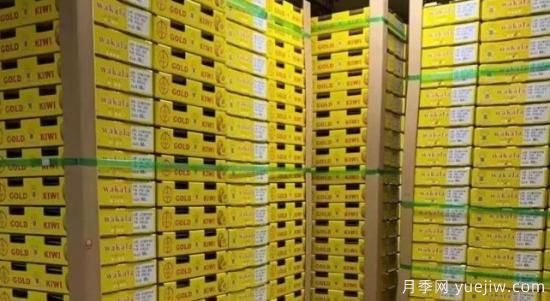 南陽鄧州：獼猴桃成“致富果”(圖3)