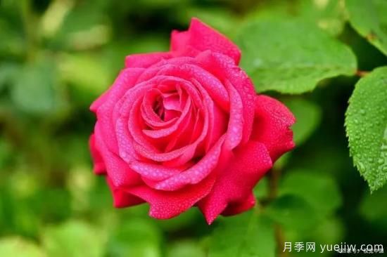 月季復(fù)壯很簡單，做好3件事新枝粗壯開花多(圖1)