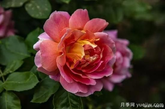 月季復(fù)壯很簡單，做好3件事新枝粗壯開花多(圖2)