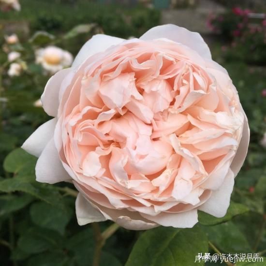 35個(gè)奧斯汀官方推薦的月季品種，抗病強(qiáng)長(zhǎng)勢(shì)好開(kāi)花多花友必選(圖27)