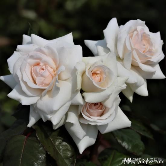 35個(gè)奧斯汀官方推薦的月季品種，抗病強(qiáng)長(zhǎng)勢(shì)好開(kāi)花多花友必選(圖26)