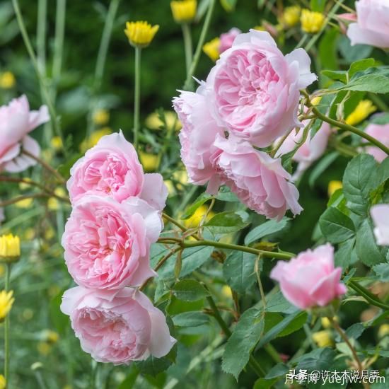 35個(gè)奧斯汀官方推薦的月季品種，抗病強(qiáng)長(zhǎng)勢(shì)好開(kāi)花多花友必選(圖29)
