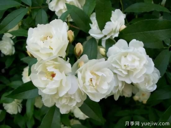 綠籬，讓你的花園與眾不同！(圖4)