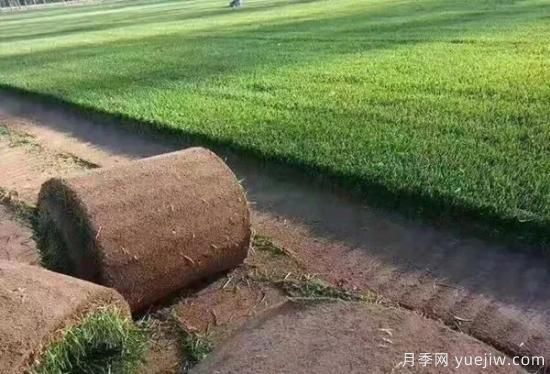 冬天想要綠草如茵，可以試試這幾種草坪(圖1)