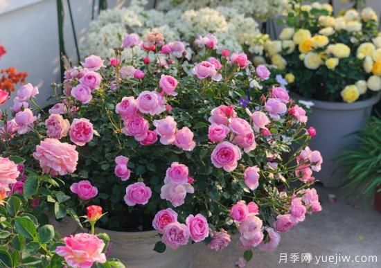 入秋養(yǎng)月季推薦5個品種，耐熱耐寒抗性強開花美(圖1)