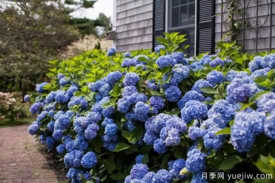 繡球秋季養(yǎng)護(hù)方法，明年春枝繁葉茂開爆花(圖1)